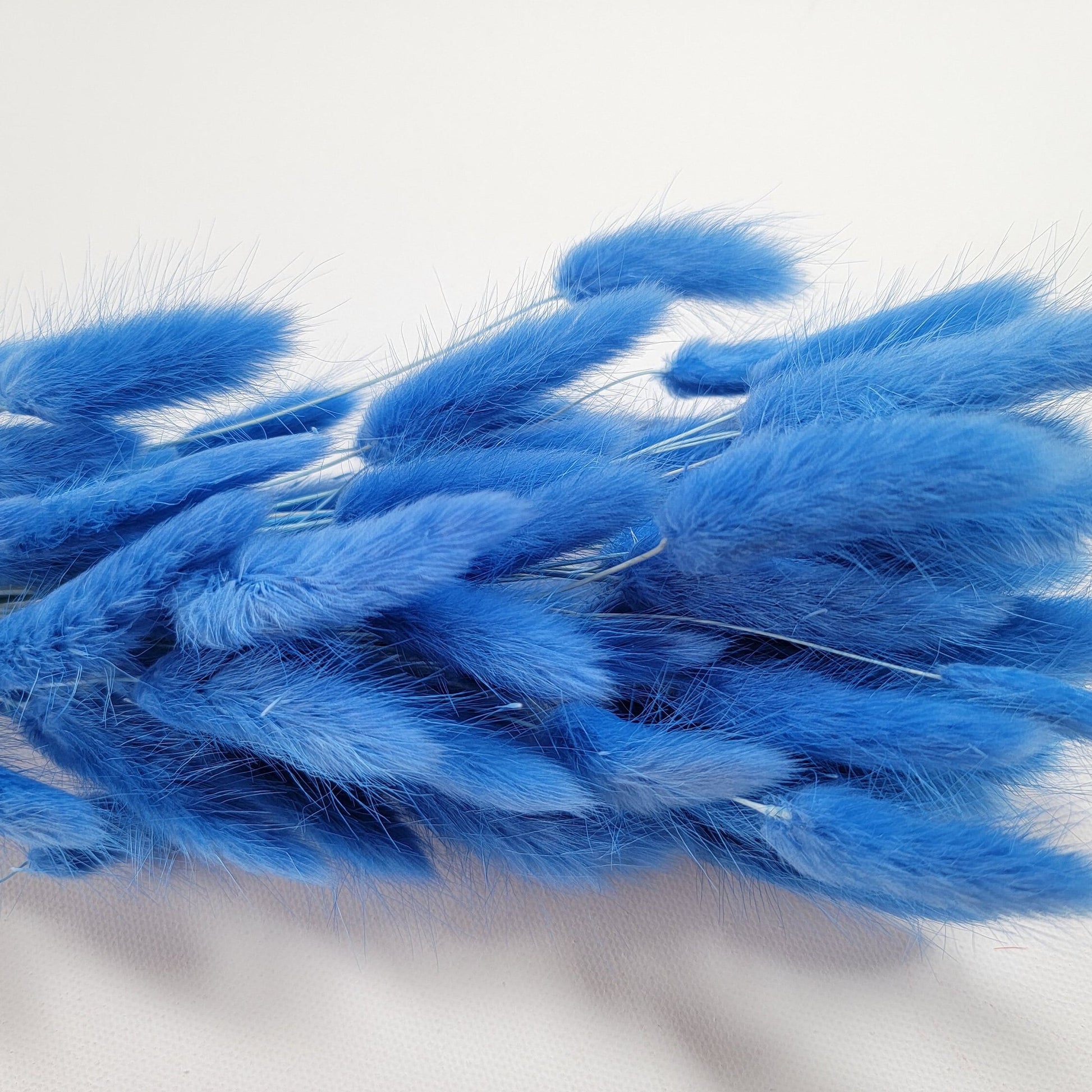 60 Stems Blue Dried Bunny Tail Grass: Boho Wedding Decor