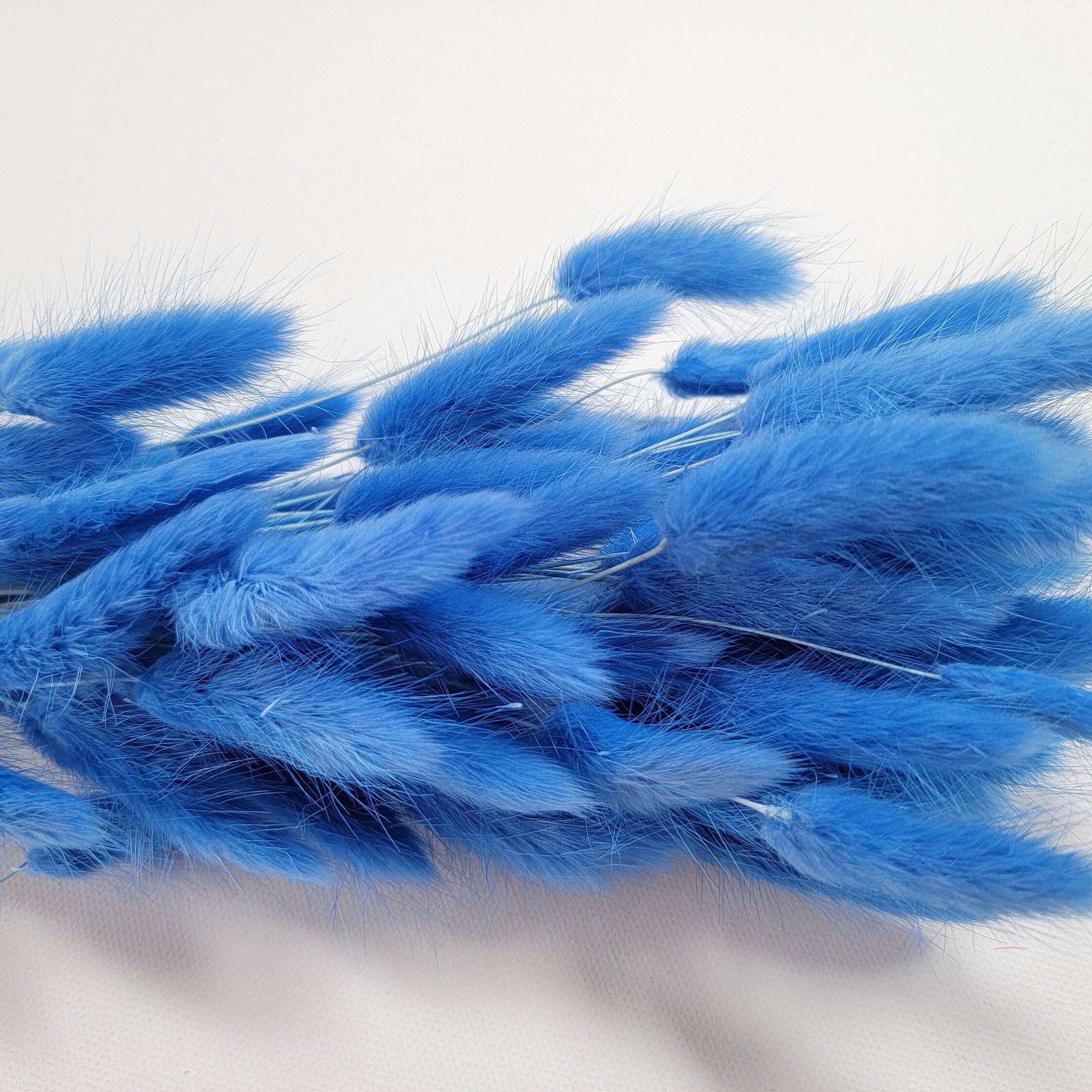 60 Stems Blue Dried Bunny Tail Grass: Boho Wedding Decor