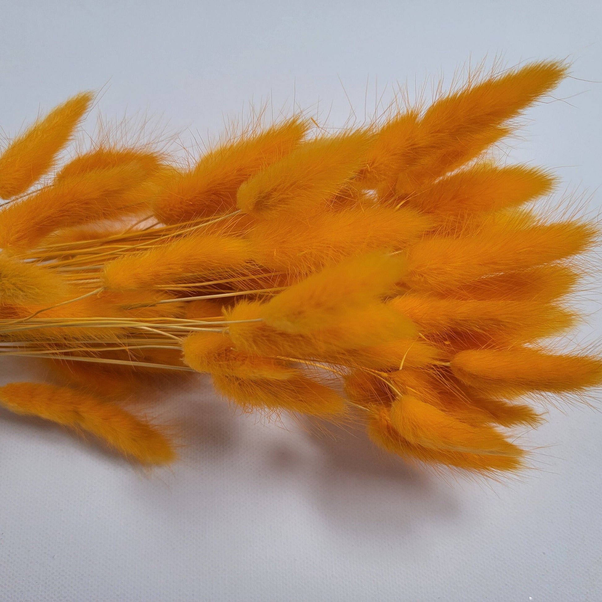 60 Red Dried Bunny Tail Grass Stems: Boho Wedding Decor