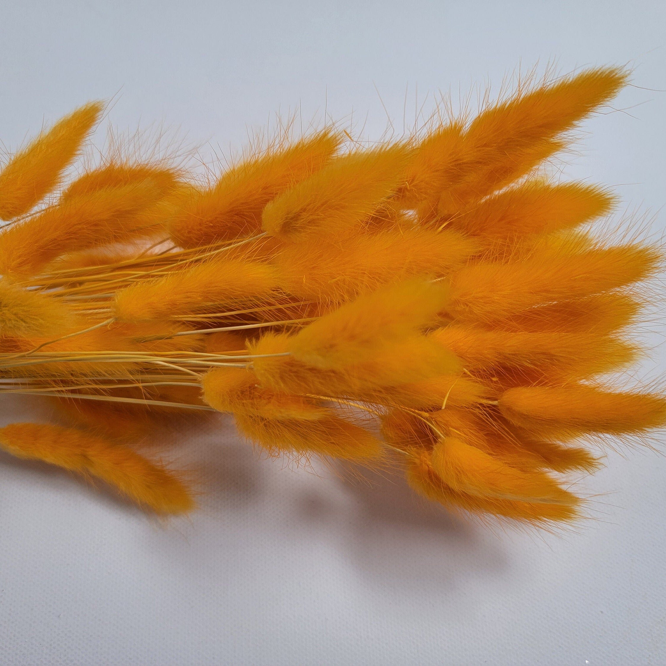 60 Red Dried Bunny Tail Grass Stems: Boho Wedding Decor