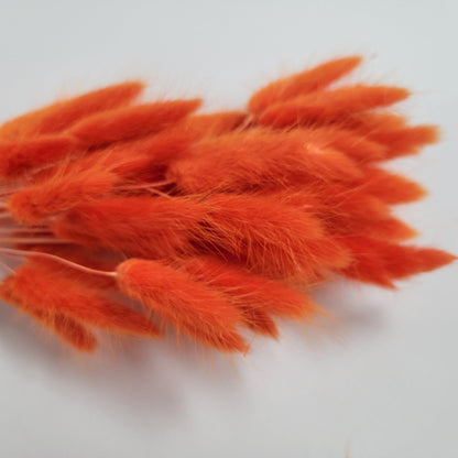 60 Red Dried Bunny Tail Grass Stems: Boho Wedding Decor