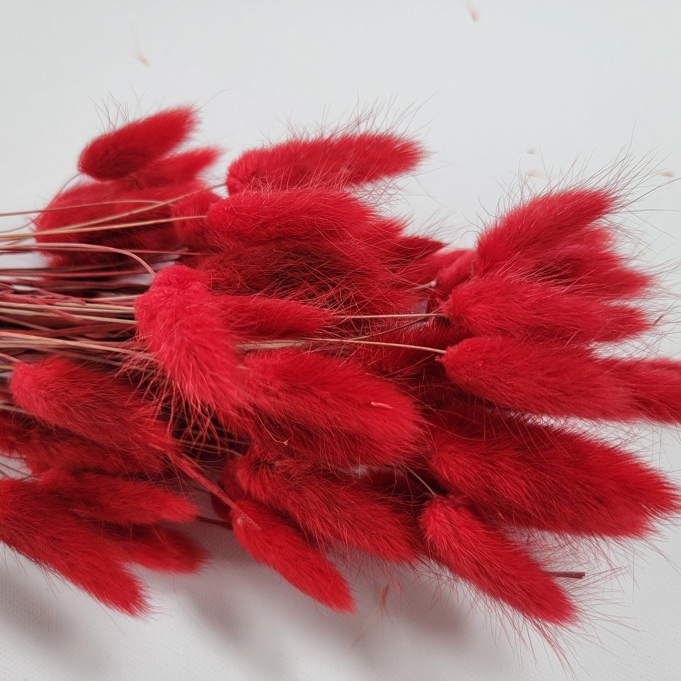 60 Red Dried Bunny Tail Grass Stems: Boho Wedding Decor