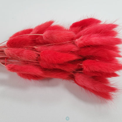 60 Red Dried Bunny Tail Grass Stems: Boho Wedding Decor