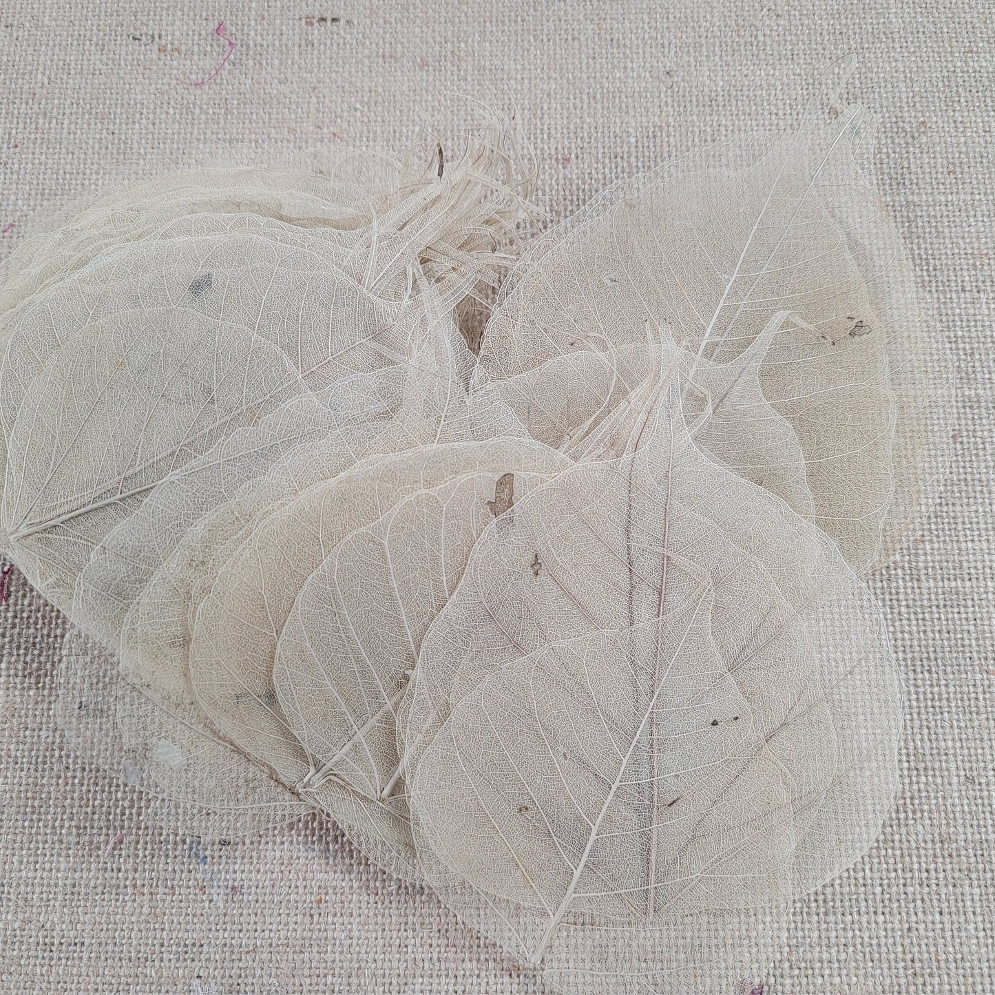 Skeleton Leaves 100 pcs Flower Making Floral Scrapbook Craft Wedding.