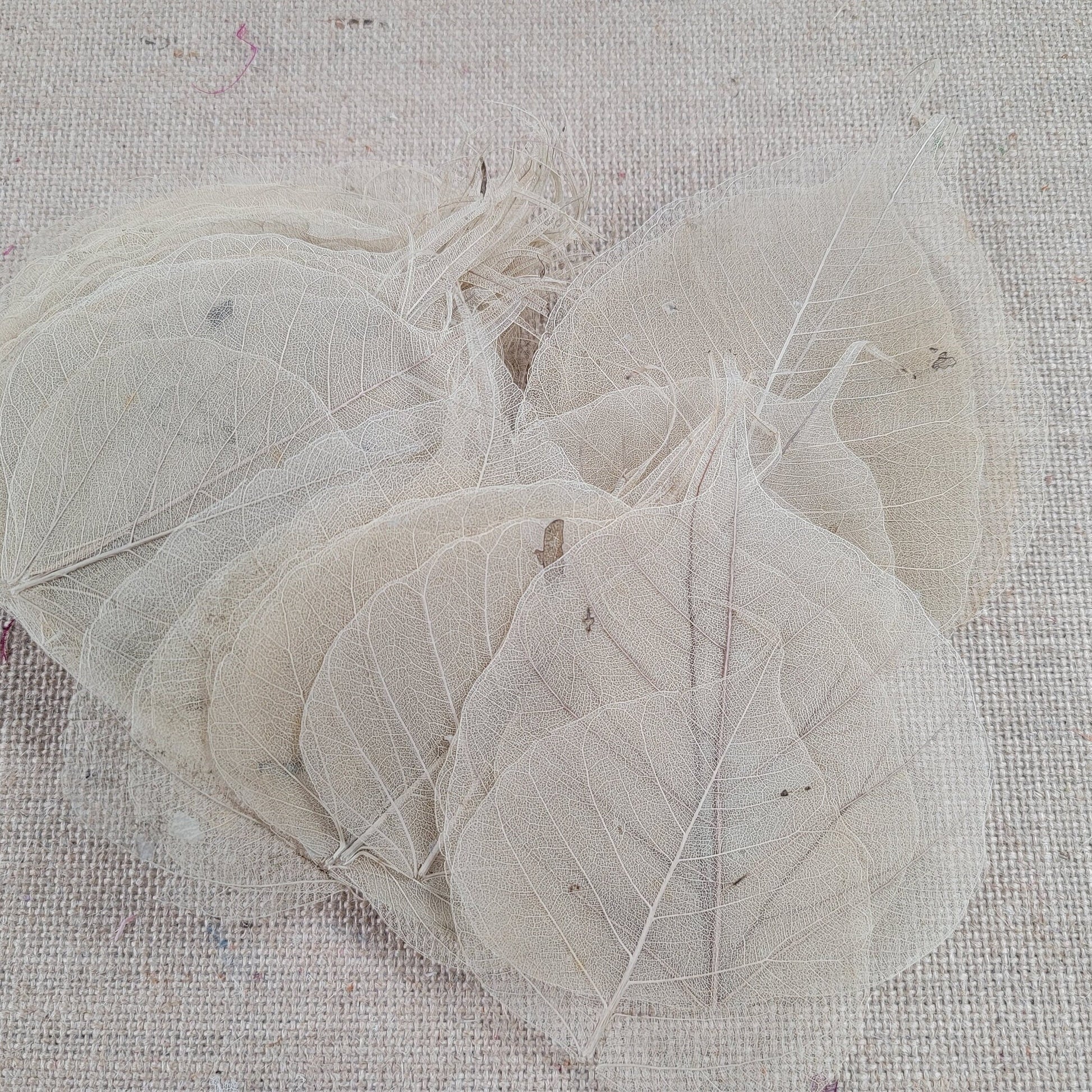 Skeleton Leaves 100 pcs Flower Making Floral Scrapbook Craft Wedding.