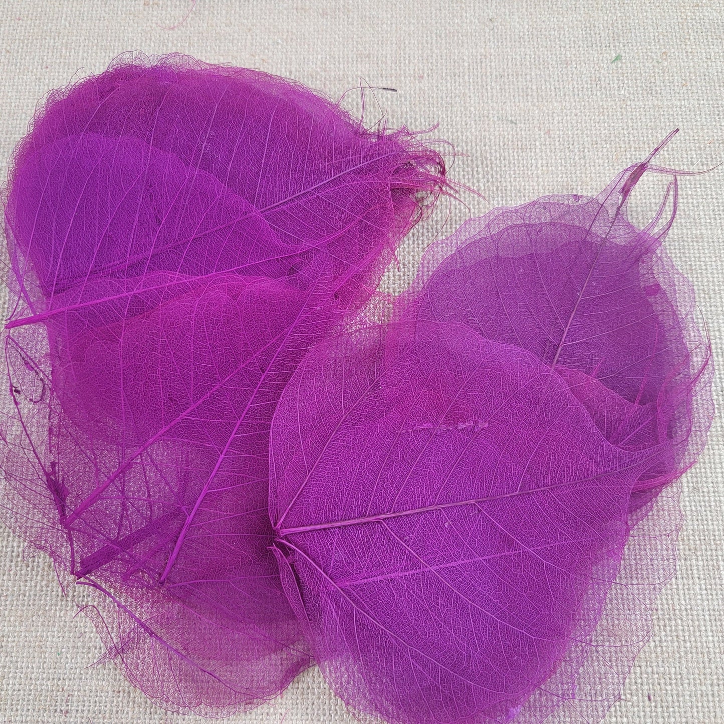 Skeleton Leaves 100 pcs Flower Making Floral Scrapbook Craft Wedding.
