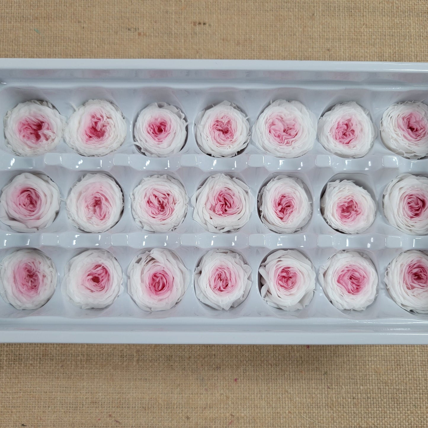 21 Pink & White Preserved Roses: DIY Wedding Floral Decor (8oz-2.5" Inches)