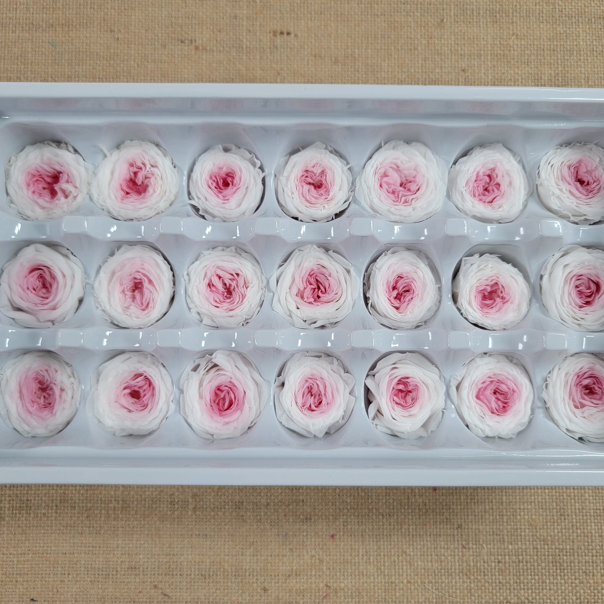 21 Pink & White Preserved Roses: DIY Wedding Floral Decor (8oz-2.5" Inches)