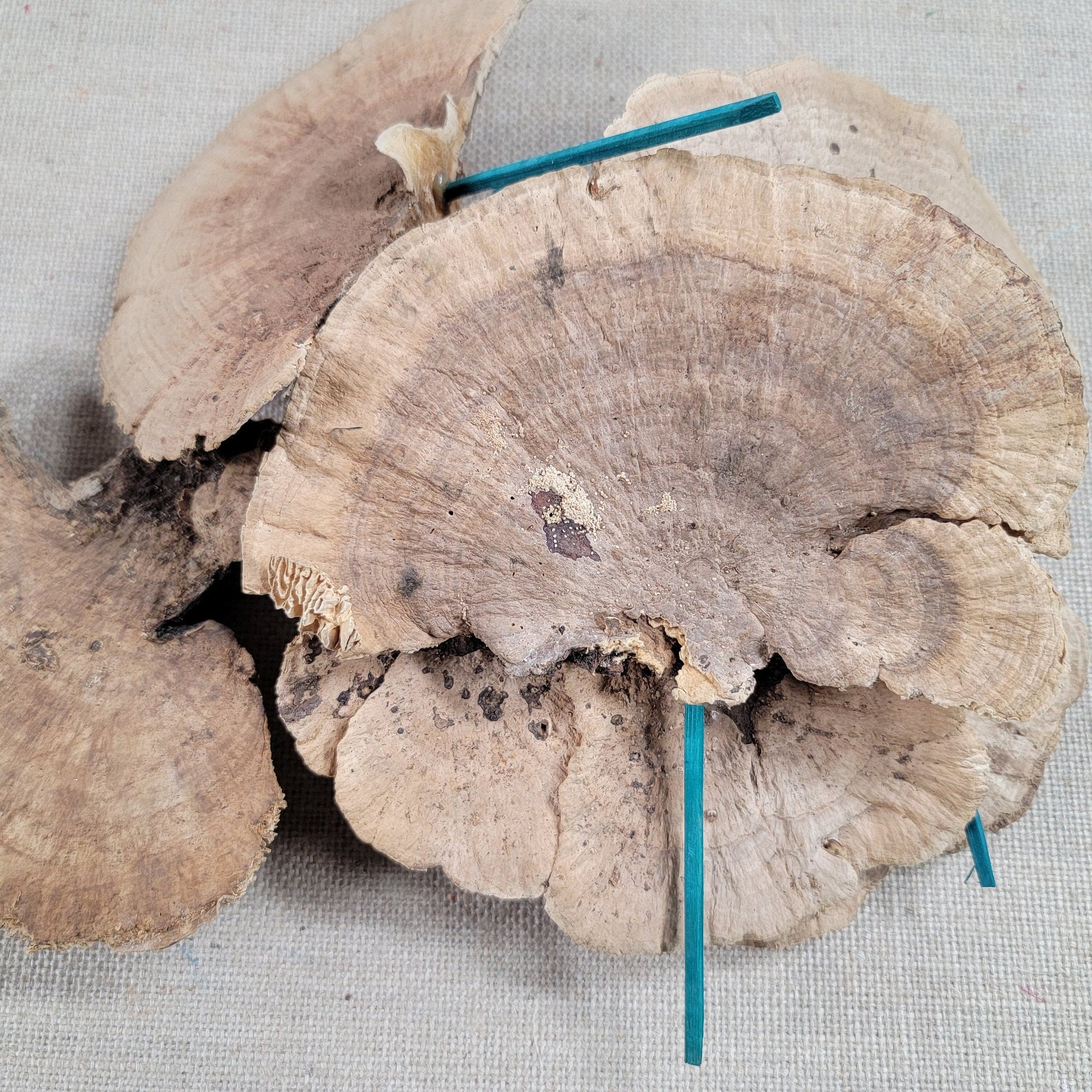 6 Natural Dried Sponge Mushrooms: Khaki Floral Decor