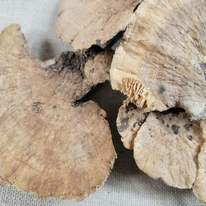 6 Natural Dried Sponge Mushrooms: Khaki Floral Decor