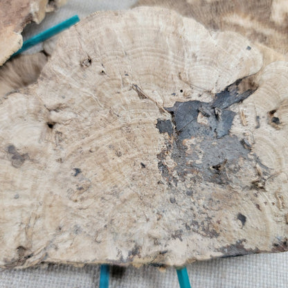 6 Natural Dried Sponge Mushrooms: Khaki Floral Decor