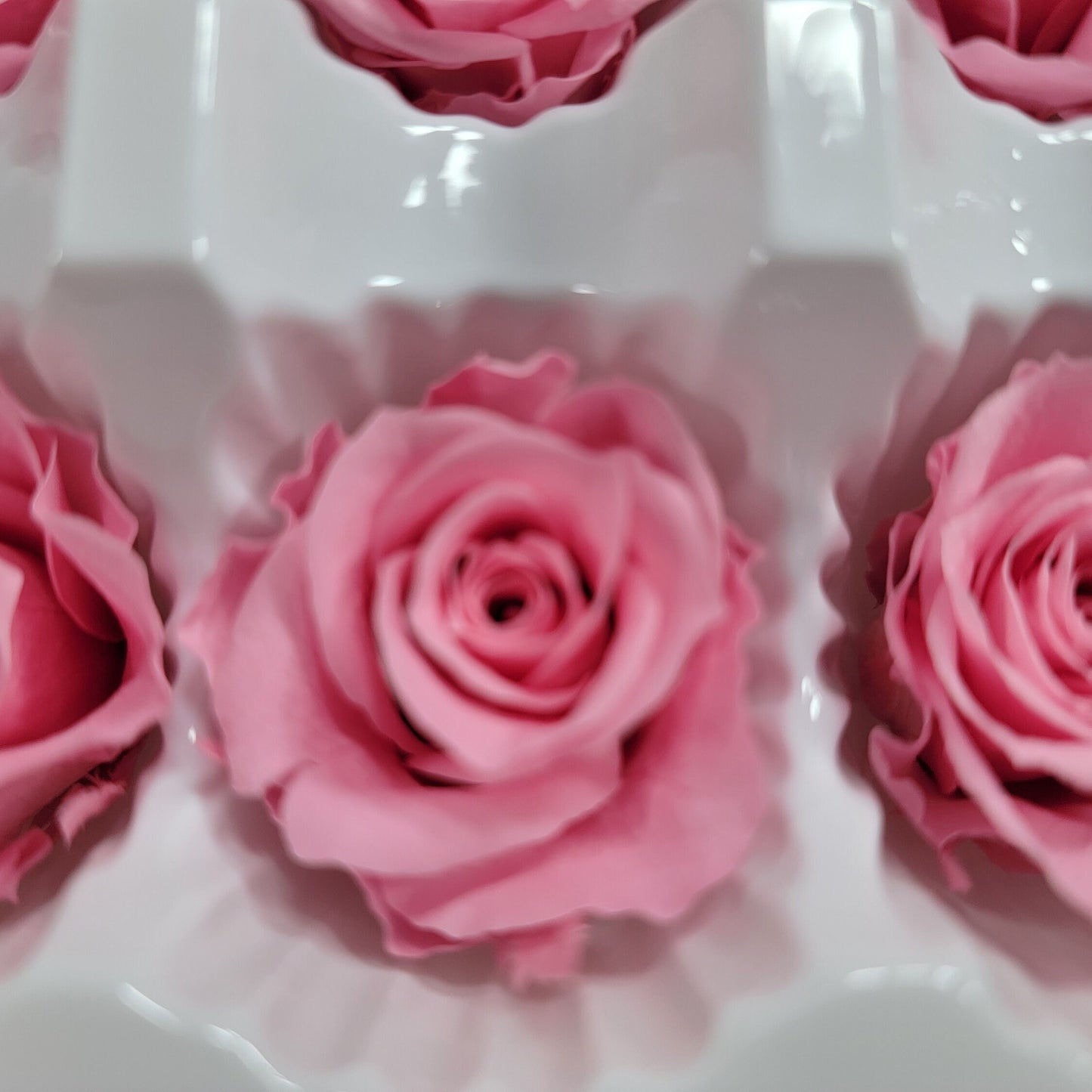12 Hot Pink Preserved Rose Heads: DIY Wedding & Home Decor
