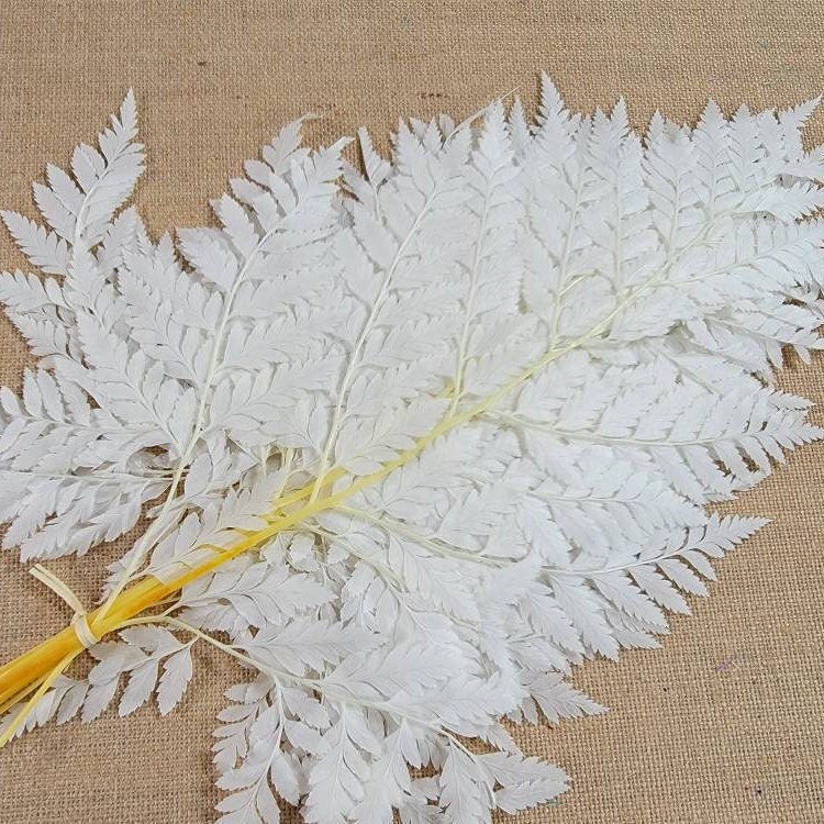 Bleached Leather Leaf Fern: 10 Stems Preserved White Floral Decor