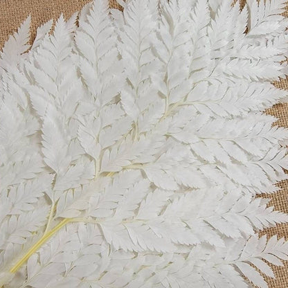 Bleached Leather Leaf Fern: 10 Stems Preserved White Floral Decor