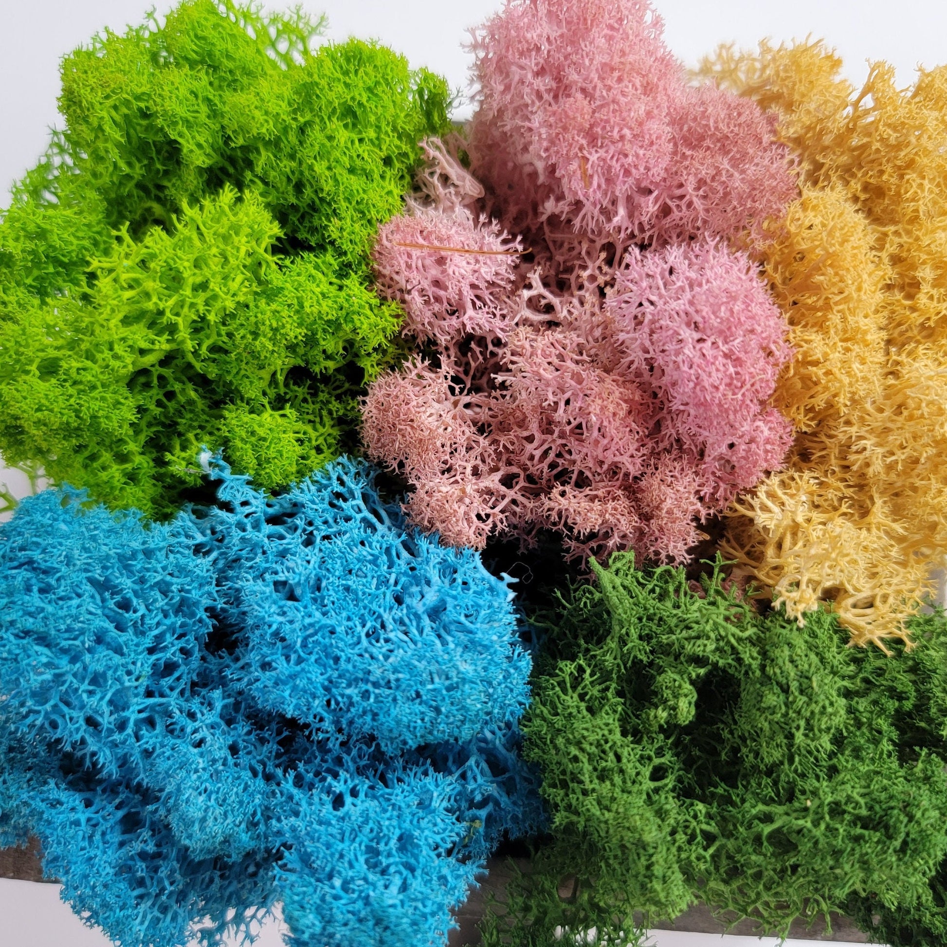 Preserved Reindeer Moss - 2oz - 5 Colors
