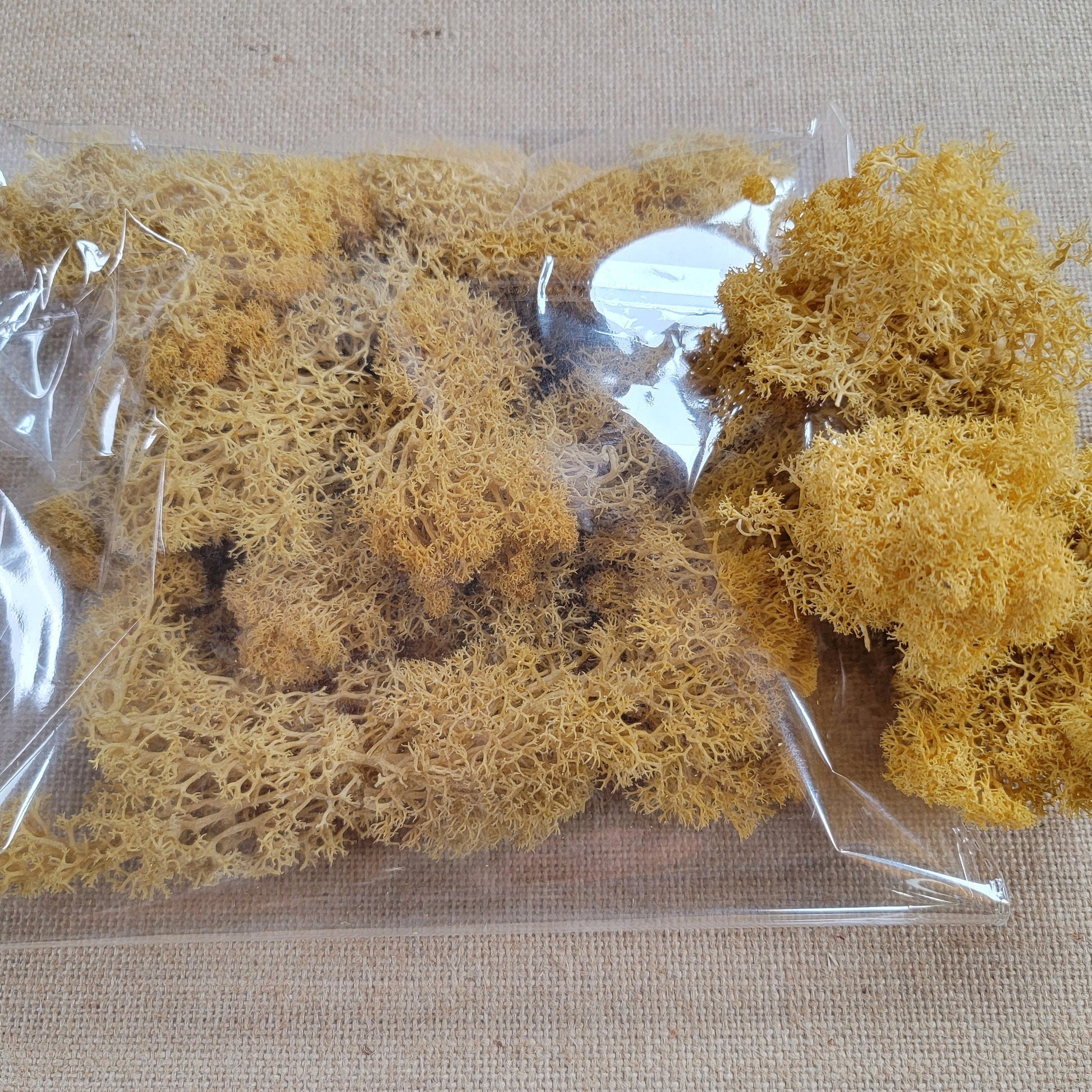 Preserved Reindeer Moss - 2oz - 5 Colors