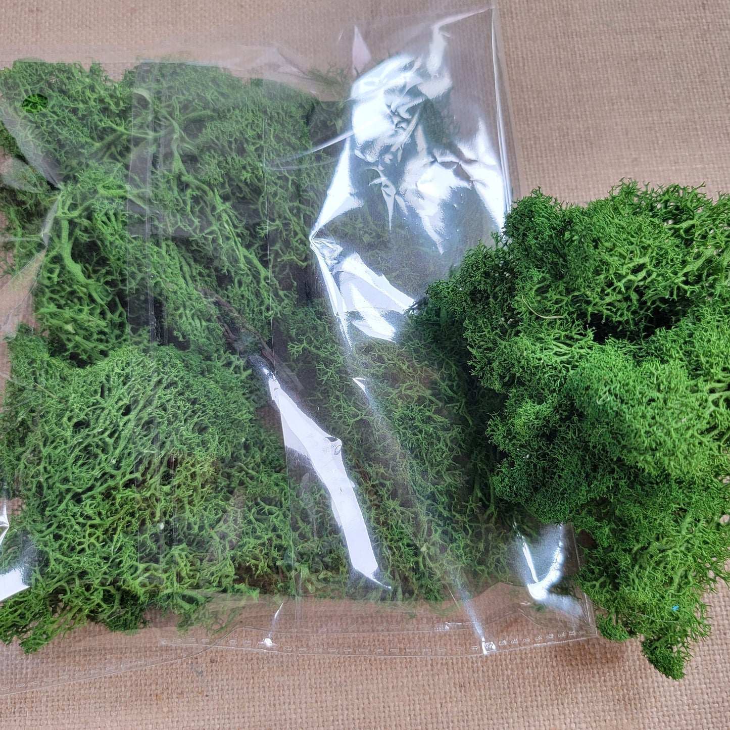 Preserved Reindeer Moss - 2oz - 5 Colors