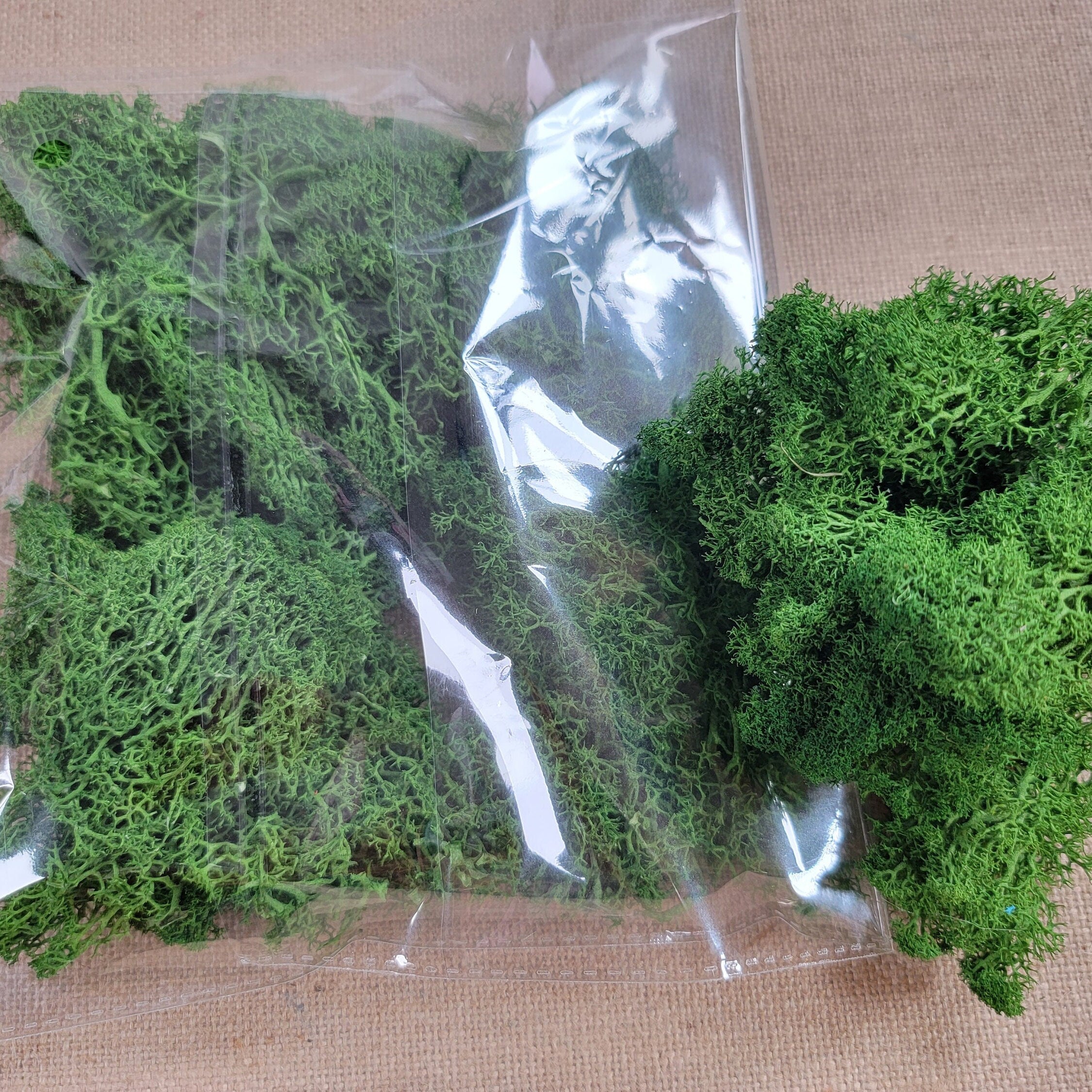 Preserved Reindeer Moss - 2oz - 5 Colors