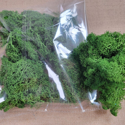 Preserved Reindeer Moss - 2oz - 5 Colors