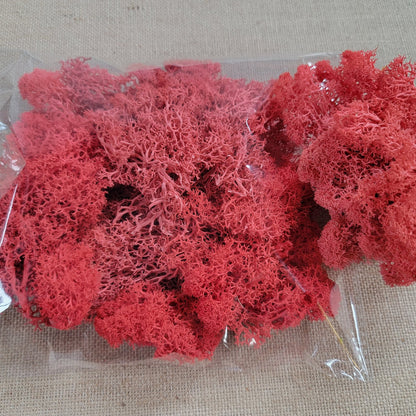 Preserved Reindeer Moss: 6 Color Terrarium Moss