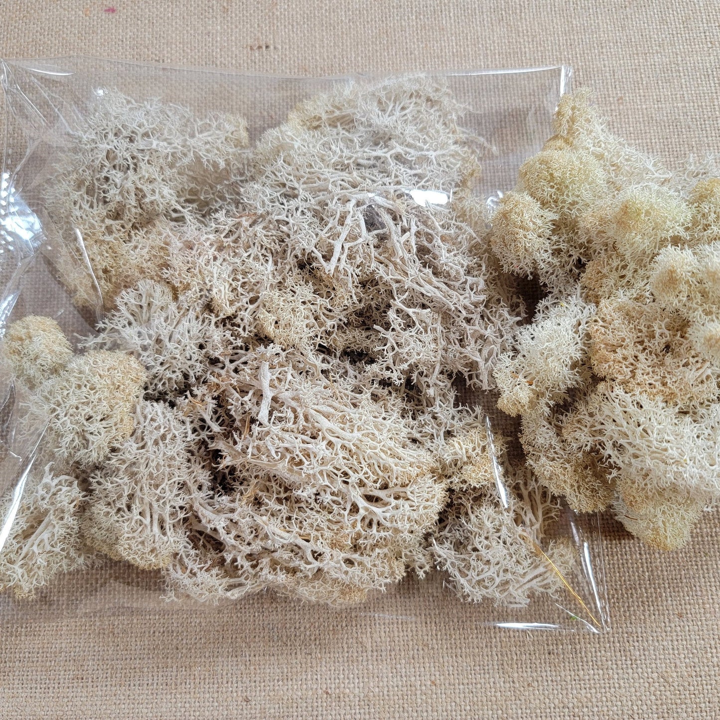Preserved Reindeer Moss: 6 Color Terrarium Moss