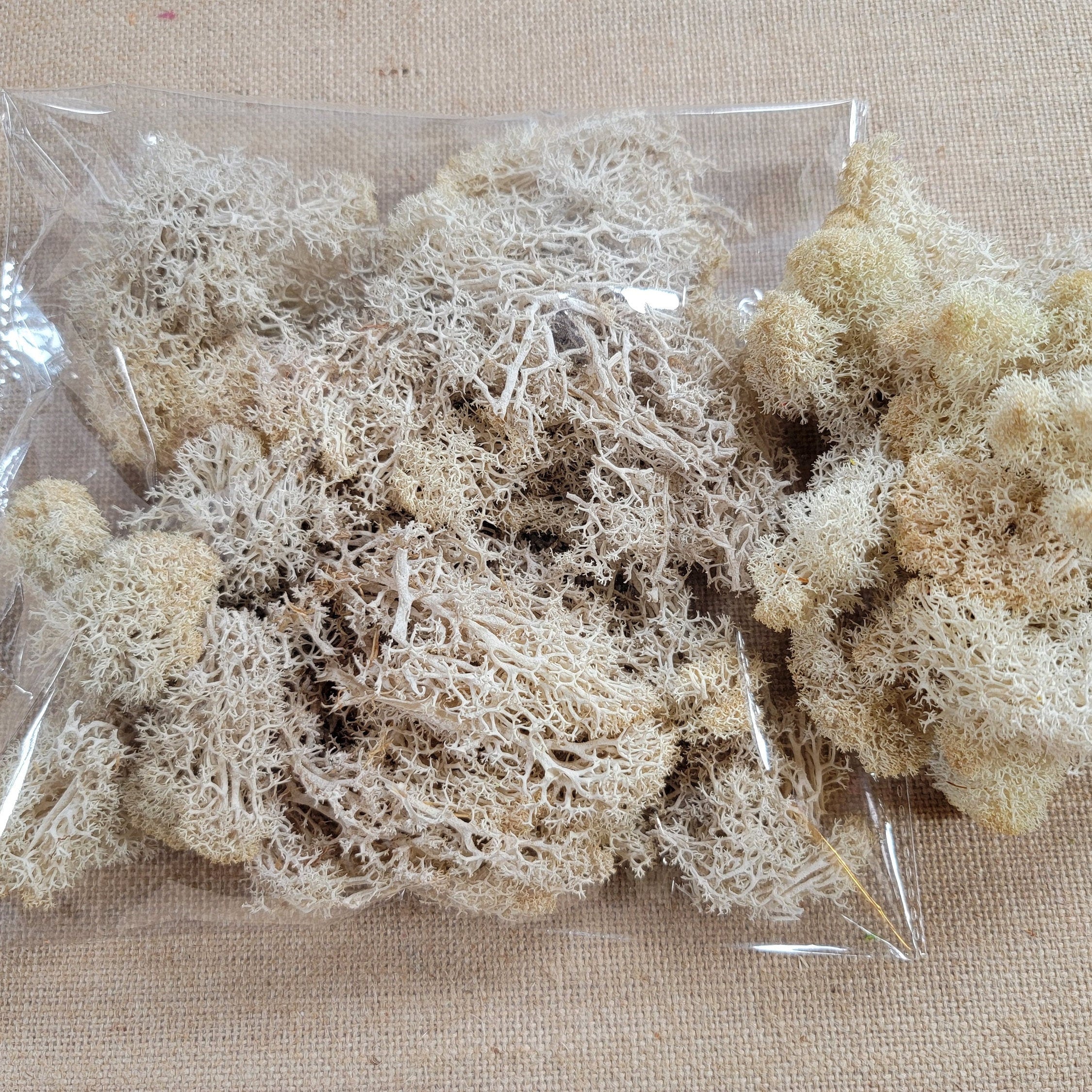 Preserved Reindeer Moss: 6 Color Terrarium Moss