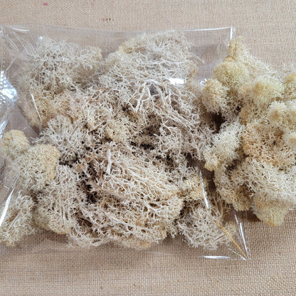 Preserved Reindeer Moss: 6 Color Terrarium Moss