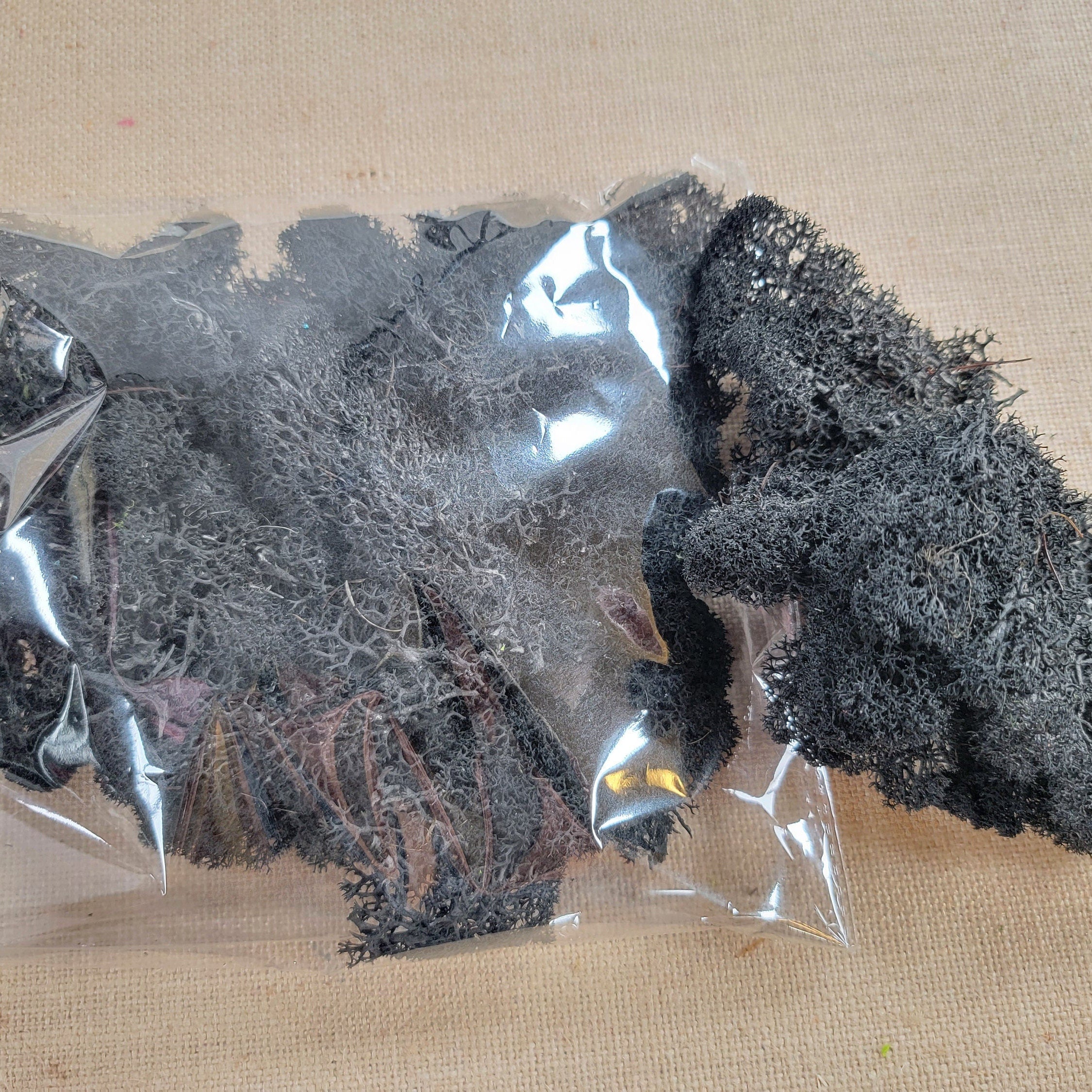 Preserved Reindeer Moss: 6 Color Terrarium Moss