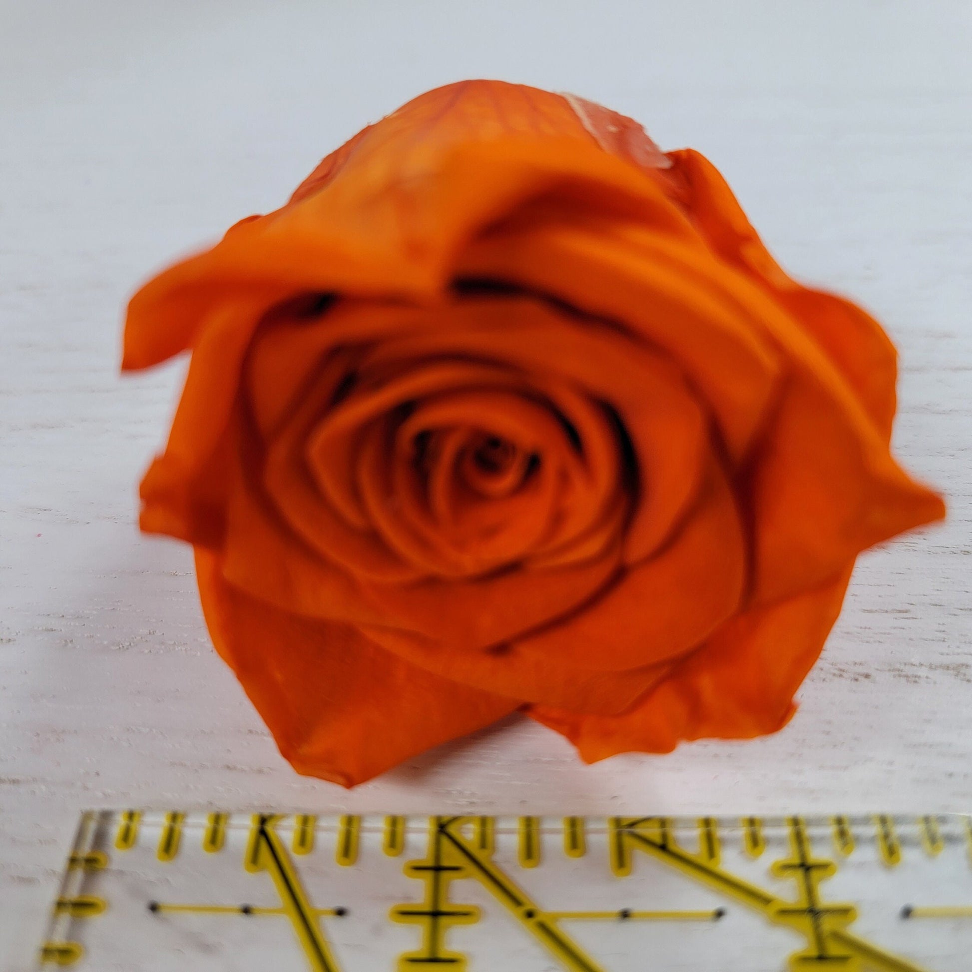 8Pcs Preserved Orange Roses - Rose Heads - Halloween Decor - Dried Orange Roses - Fall Wedding Flowers - Faux Rose Bush
