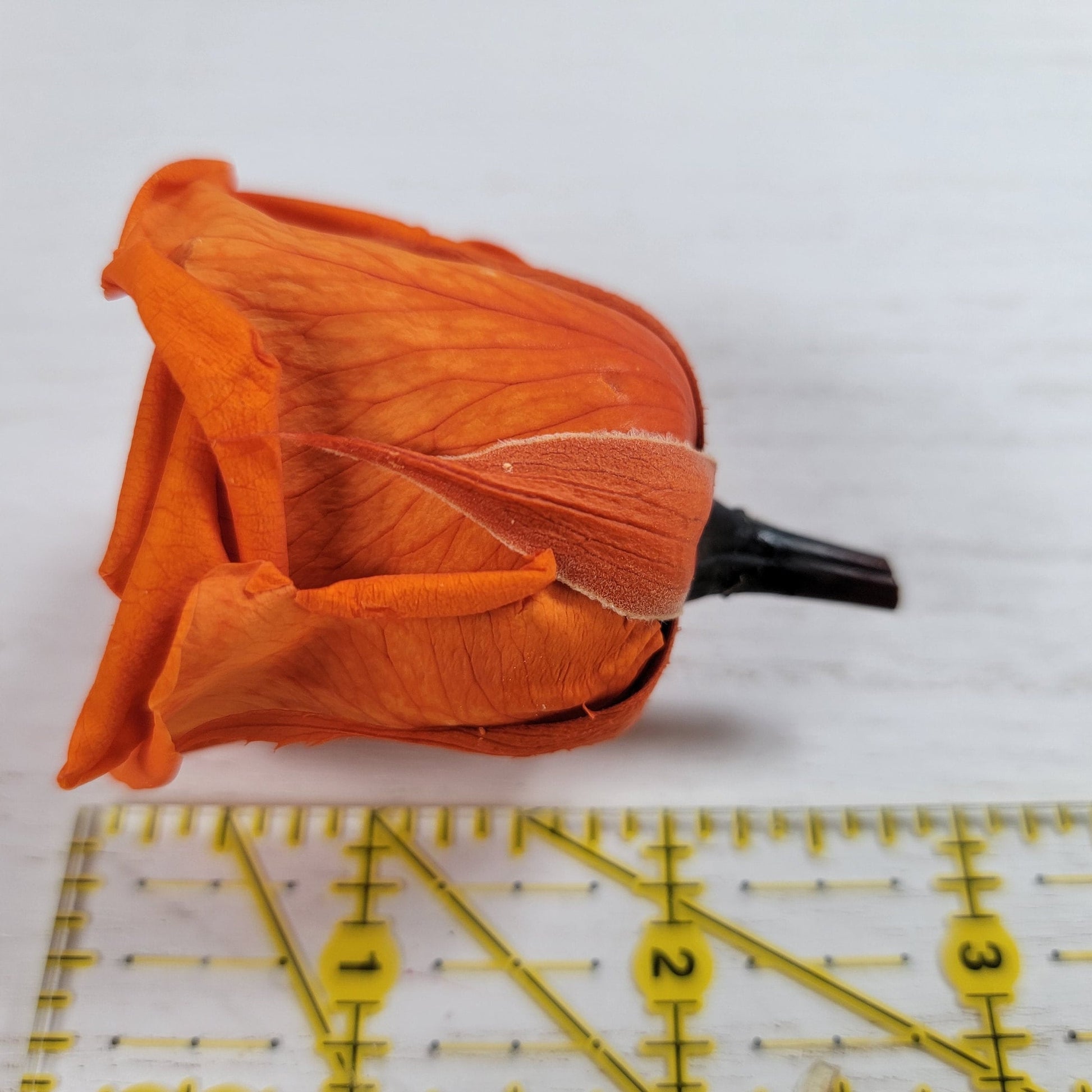 8Pcs Preserved Orange Roses - Rose Heads - Halloween Decor - Dried Orange Roses - Fall Wedding Flowers - Faux Rose Bush