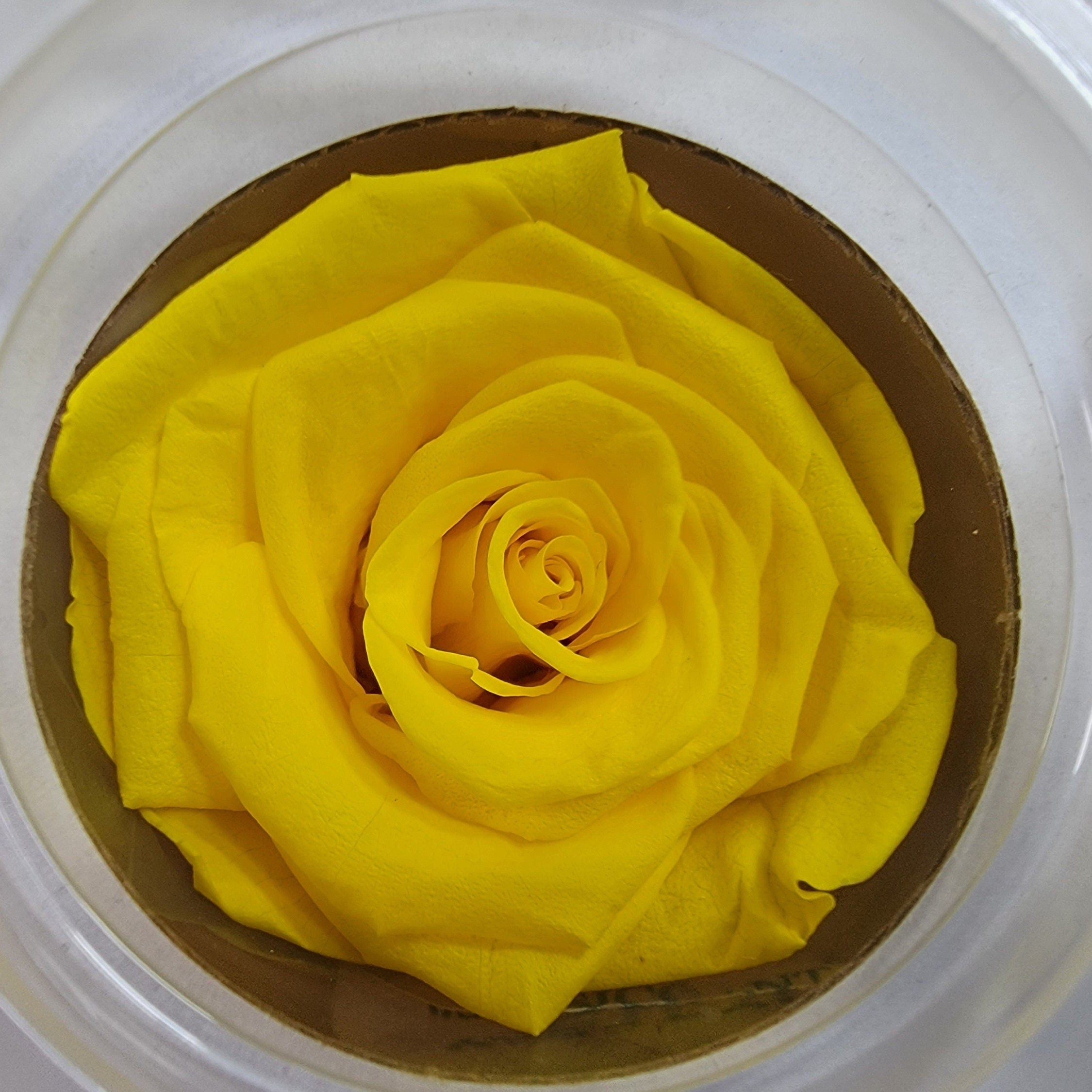 Preserved Yellow Roses - 6 Pack - Forever Flowers
