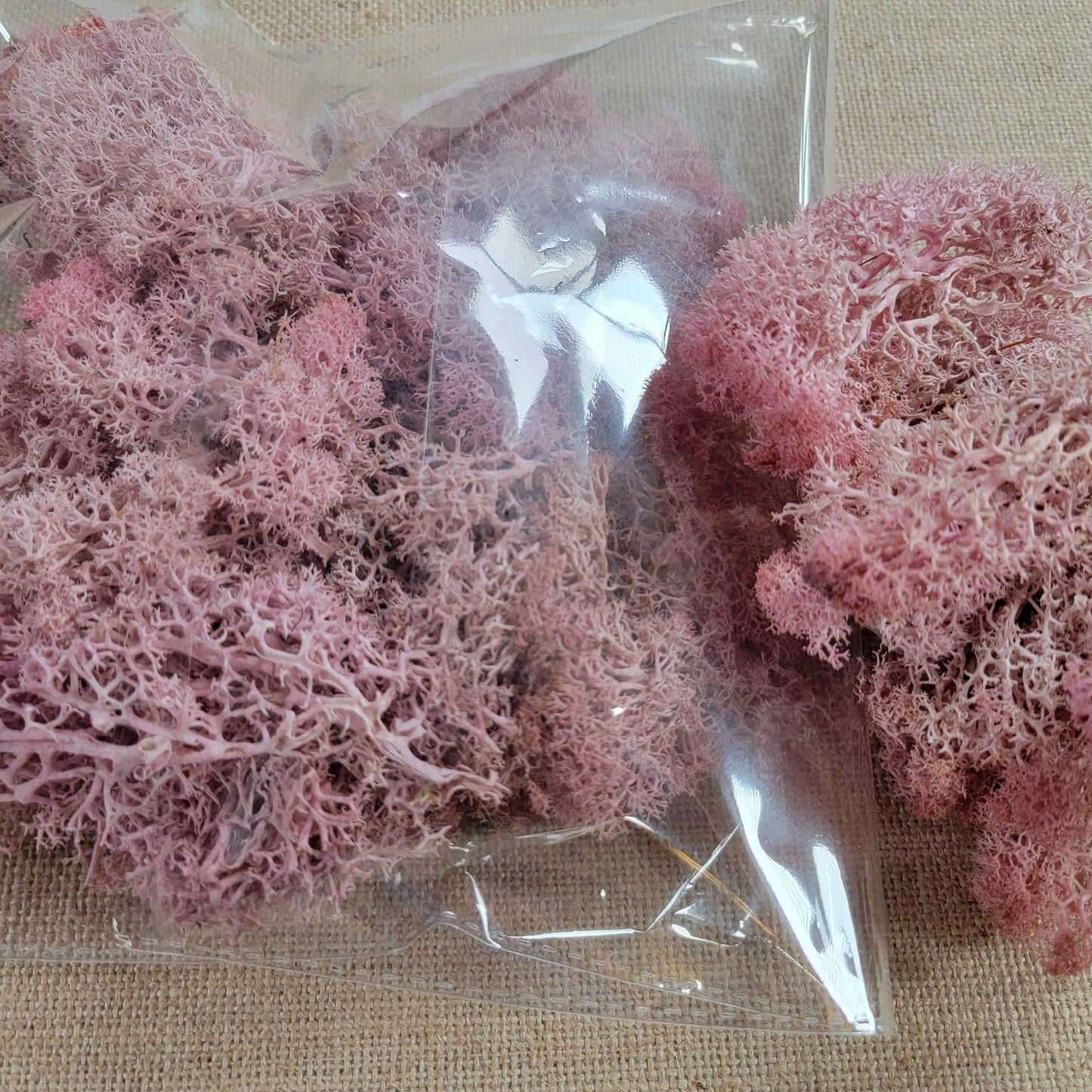 Preserved Reindeer Moss - 2oz - 5 Colors