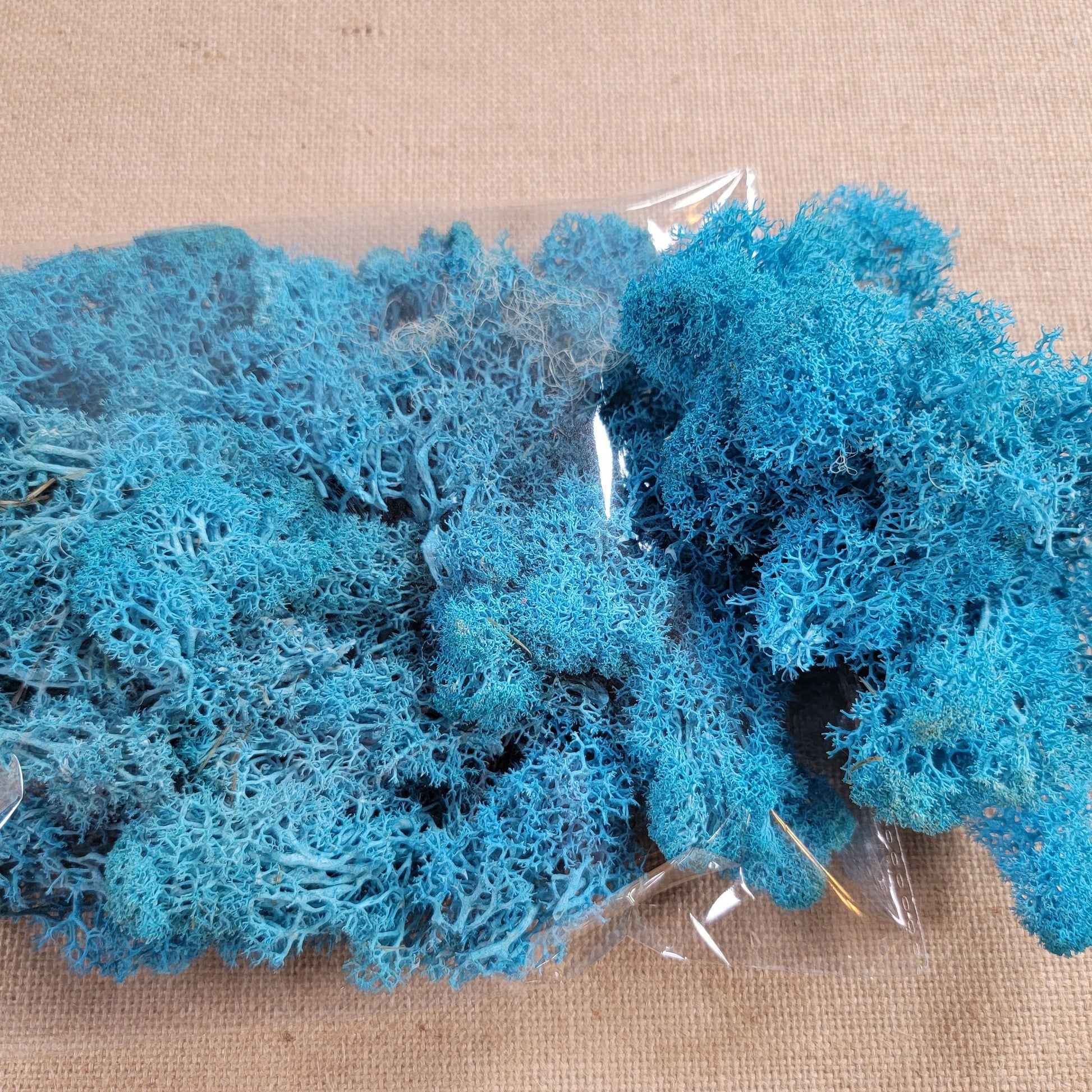 Preserved Reindeer Moss - 2oz - 5 Colors