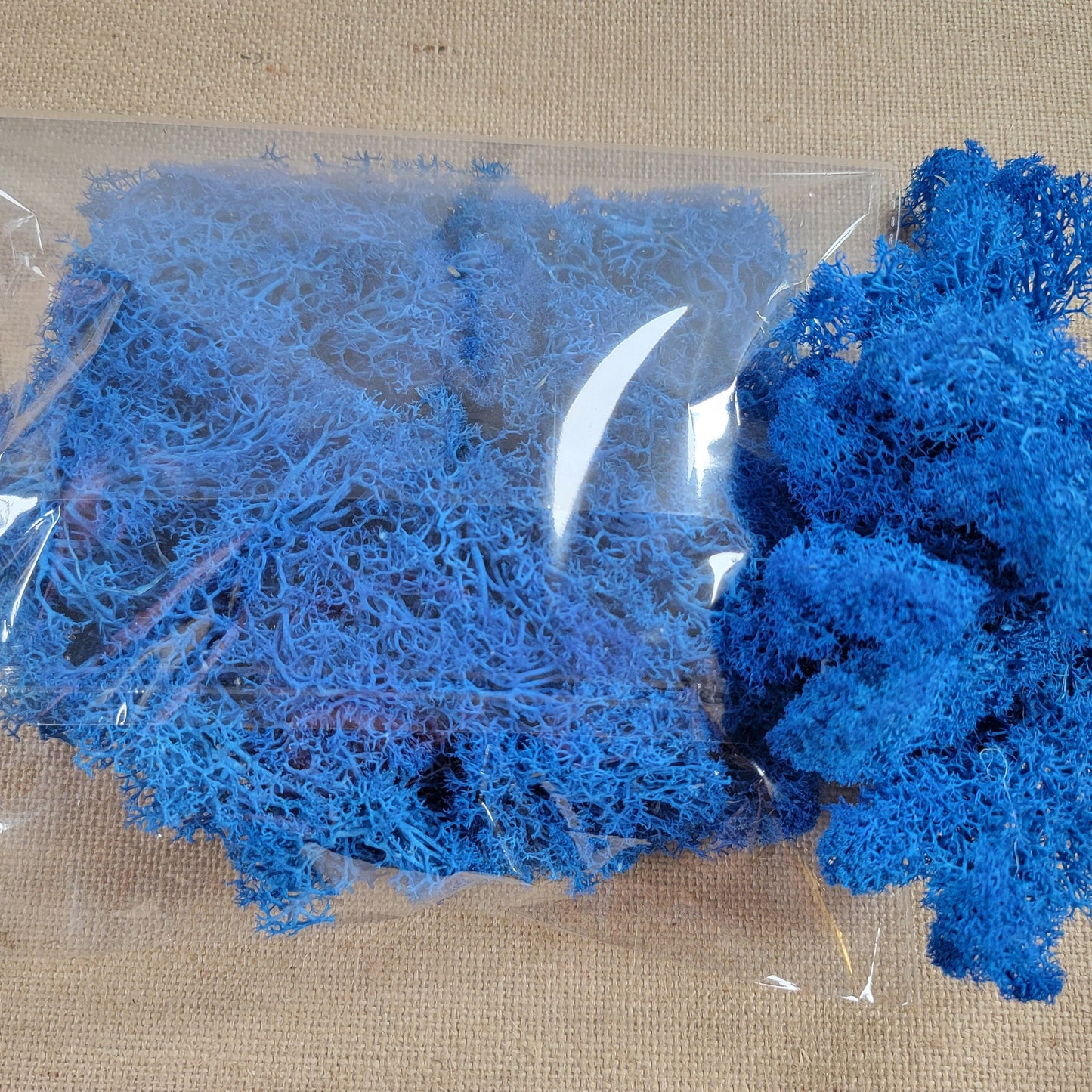 Preserved Reindeer Moss: 6 Color Terrarium Moss