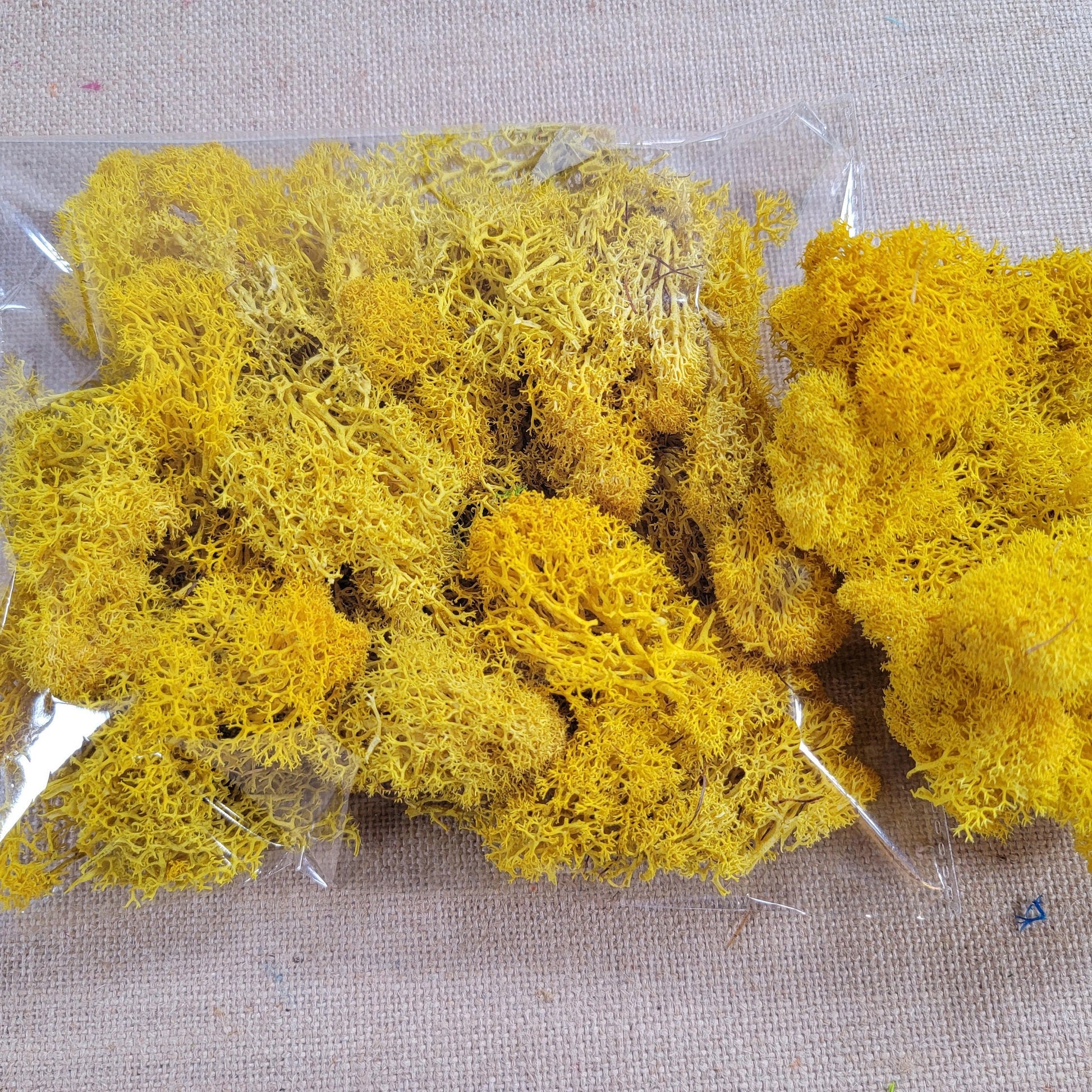 Preserved Reindeer Moss: 6 Color Terrarium Moss