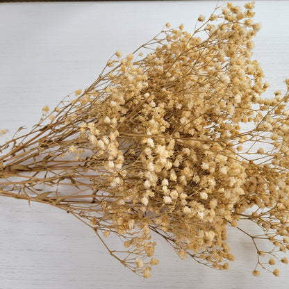 Natural Preserved Baby's Breath Bundle, Gypsophila,