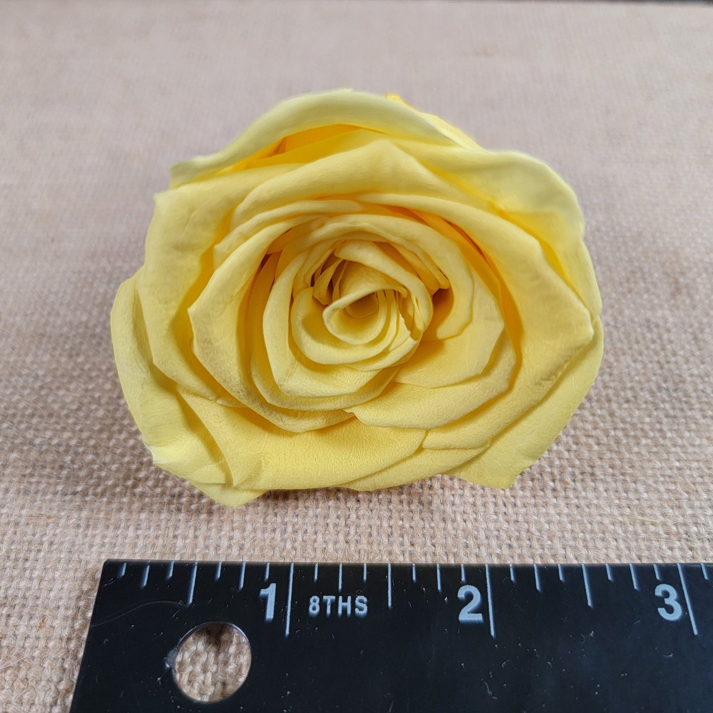 Preserved Yellow Roses - 6 Pack - Forever Flowers