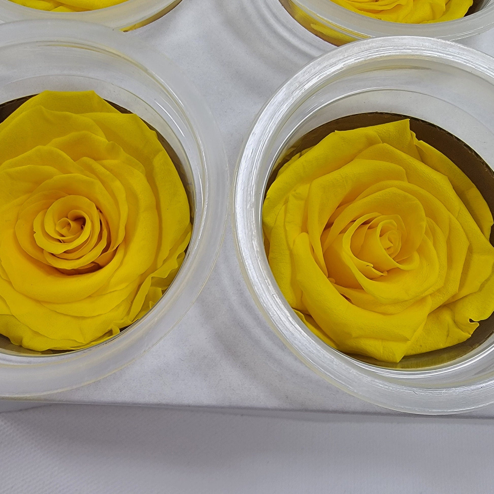 Preserved Yellow Roses - 6 Pack - Forever Flowers