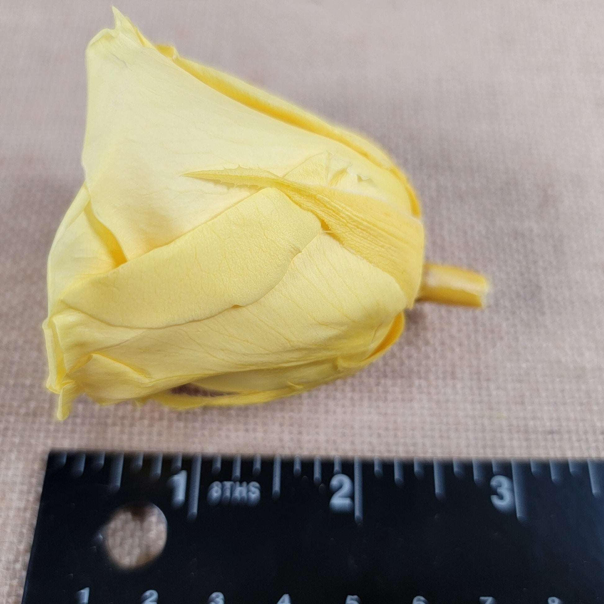 Preserved Yellow Roses - 6 Pack - Forever Flowers