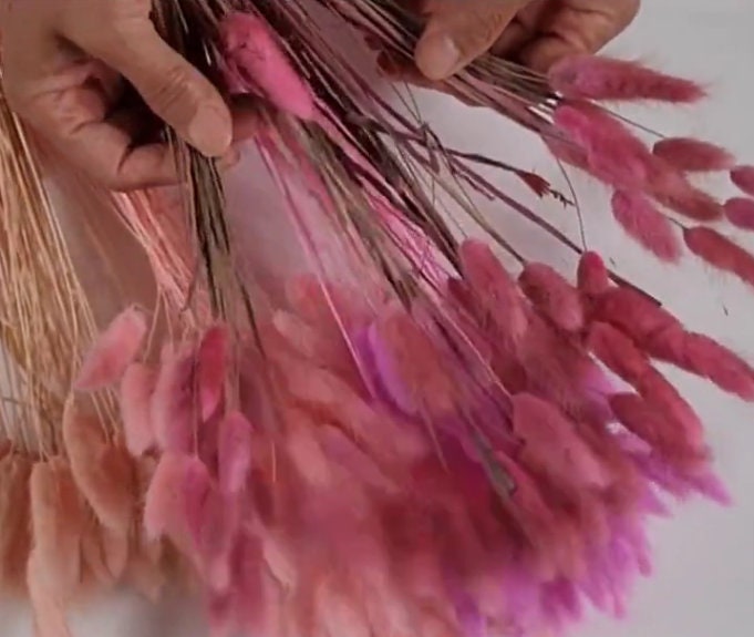 Pink Dried Bunny Tail Grass Stems: Boho Wedding Decor (60 stems, 19" long)