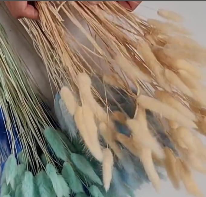 60 Stems Blue Dried Bunny Tail Grass: Boho Wedding Decor