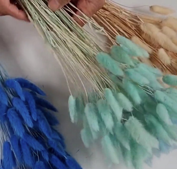 60 Stems Blue Dried Bunny Tail Grass: Boho Wedding Decor