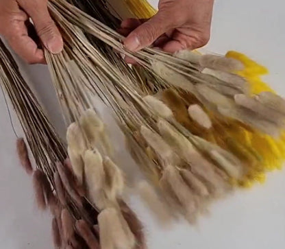 60 Stems Yellow Dried Bunny Tail Grass: Boho Wedding Decor
