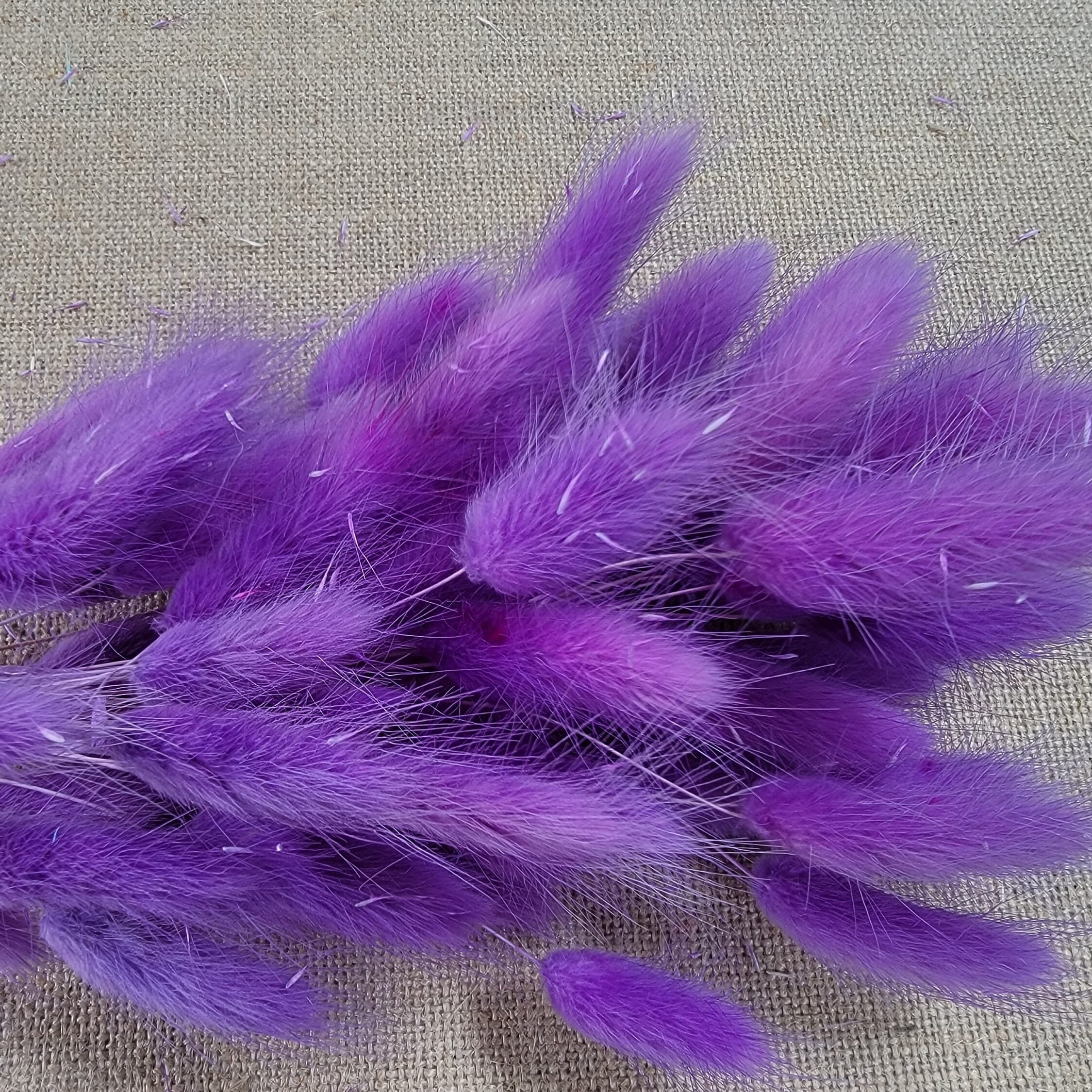 Purple Dried Bunny Tail Grass Stems: Boho Wedding Decor