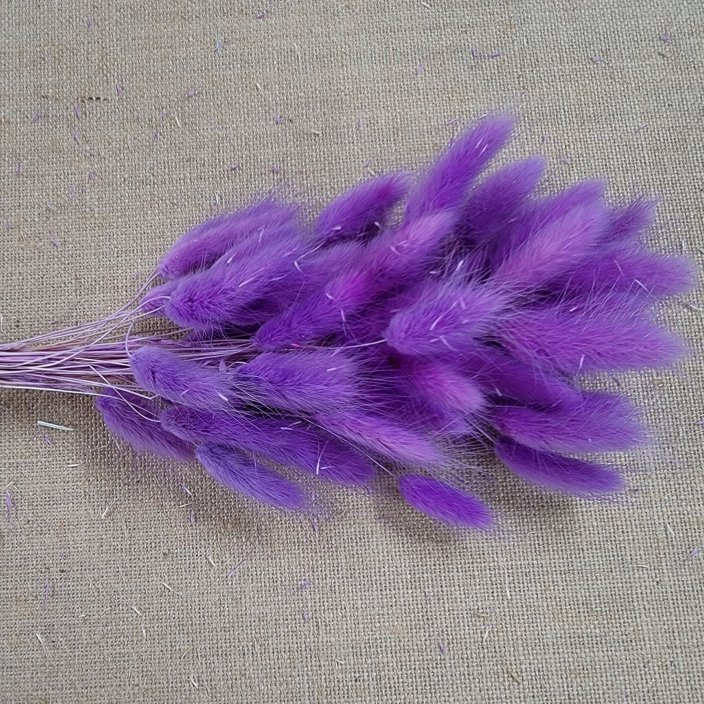 Purple Dried Bunny Tail Grass Stems: Boho Wedding Decor