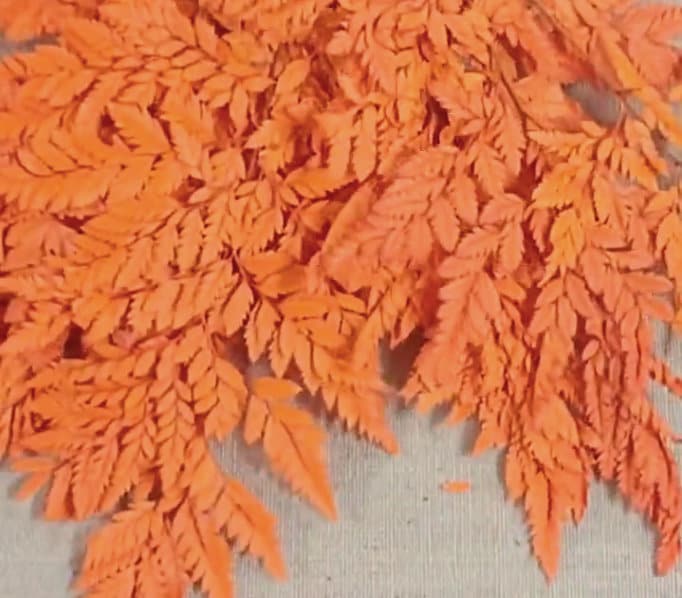 Preserved Fern, orange Leather Leaf, 10 Stems Preserved Soft and Whispy Wedding Ferns-Tree Fern - Orange Ferns-Floral Décor