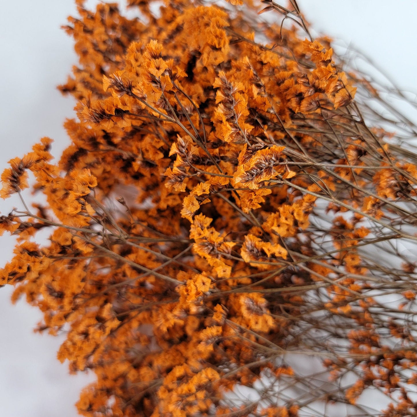 Orange Preserved German Statice: Dried Limonium Flowers (19-20" Tall)