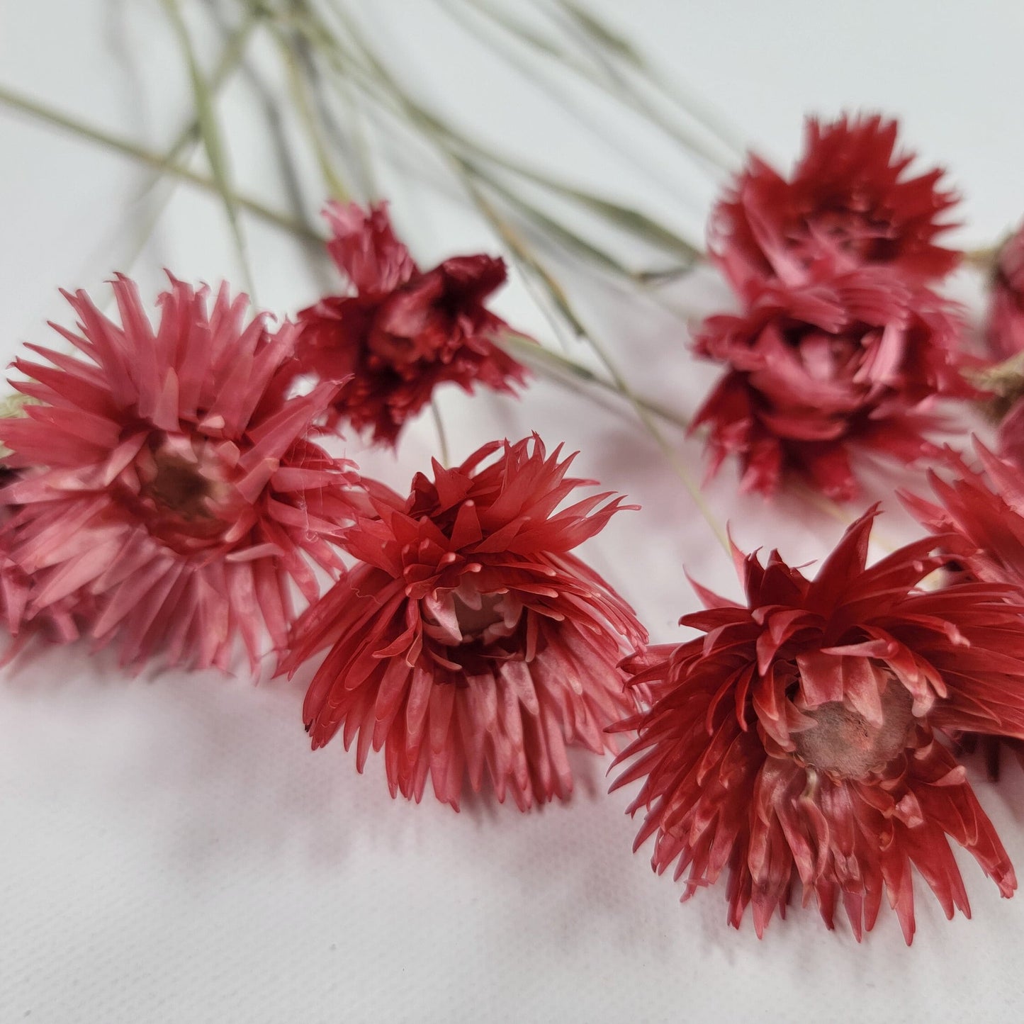 Dark Pink Silver Daisy Bush: Dried Floral Arrangement, 19-20" Tall