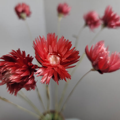Dark Pink Silver Daisy Bush: Dried Floral Arrangement, 19-20" Tall