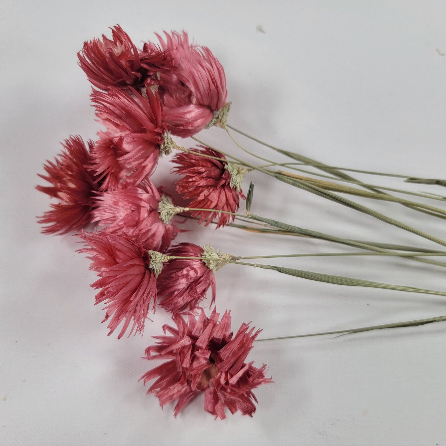 Dark Pink Silver Daisy Bush: Dried Floral Arrangement, 19-20" Tall